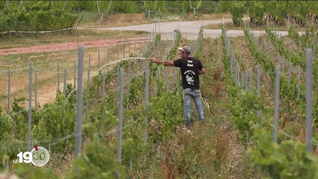 Les vignerons genevois contraints d'arroser leurs vignes