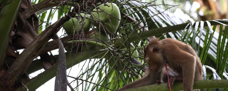 Un singe utilisé par l'homme pour cueillir des noix de coco sur les arbres en Thaïlande. [Reuters - Athit Perawongmetha]