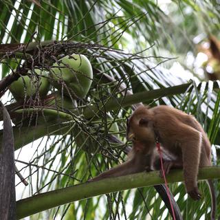 Un singe utilisé par l'homme pour cueillir des noix de coco sur les arbres en Thaïlande. [Reuters - Athit Perawongmetha]