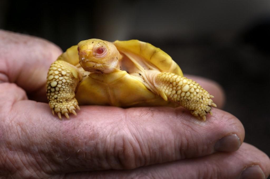 Une tortue géante des Galápagos albinos est née au Tropiquarium de Servion (VD). [afp - Fabrice Coffrini]
