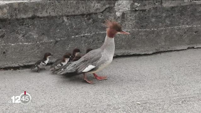 À Nyon (VD), un canard qui avait trouvé refuge dans un platane du centre-ville a poussé le Service de l’environnement à revoir sa stratégie d’entretien des espaces verts