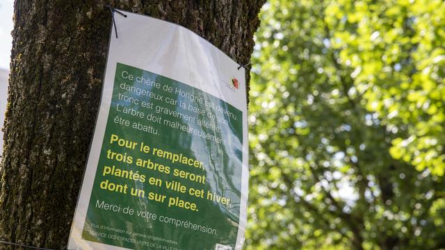 Un panneau "Ce chêne hongrois est devenu dangereux - L'arbre doit malheureusement être abattu - Pour le remplacer, trois arbres seront palpés en ville cet hiver, dont un sur place" est photographié, lundi 6 juillet 2020 à Genève. [KEYSTONE - Salvatore Di Nolfi]