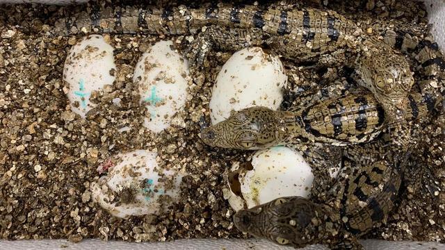 Trois des 20 bébés crocodiles sacrés nés à l'aquarium-vivarium Aquatis, à Lausanne. [Aquatis Aquarium-Vivarium Lausanne]