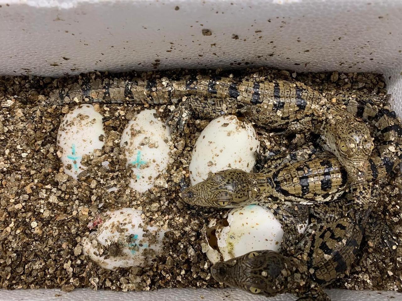 Trois des 20 bébés crocodiles sacrés nés à l'aquarium-vivarium Aquatis, à Lausanne. [Aquatis Aquarium-Vivarium Lausanne]