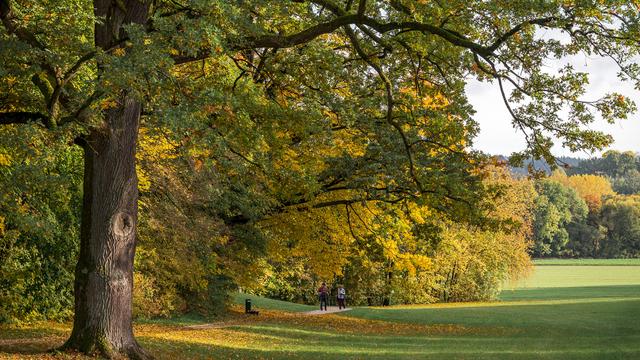 Des arbres aux couleurs de l'automne. [Keystone - DPA/Daniel Vogl]