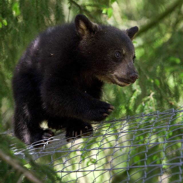 Zoo des Marécottes: ours. [Keystone - Jean-Christophe Bott]