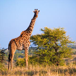 Une girafe dans la savane. [Depositphotos - Photocreo]