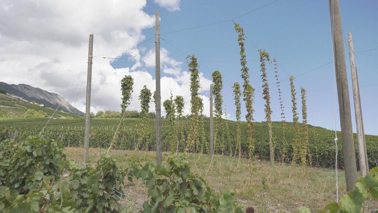 A Savièse, Bastien Christ a arraché de la vigne, ce qui lui a valu quelques reproches. Mais le houblon commence faire des adeptes. [RTS]