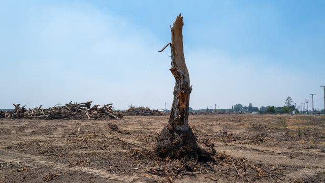 Un arbre asséché dans l'ouest des Etats-Unis. [Getty Images/afp - Spencer Platt]