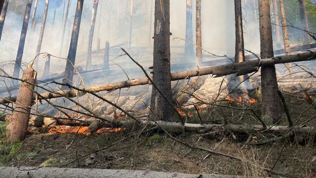 Un feu de forêt ravage le parc national de la Suisse de Bohême. [Twitter - Anna Hubackova]