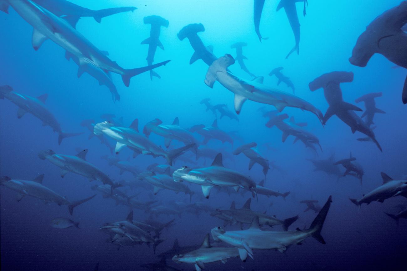 Le requin-marteau est notamment concerné par ces nouvelles mesures de protection. [Keystone - Yves Lefebre]