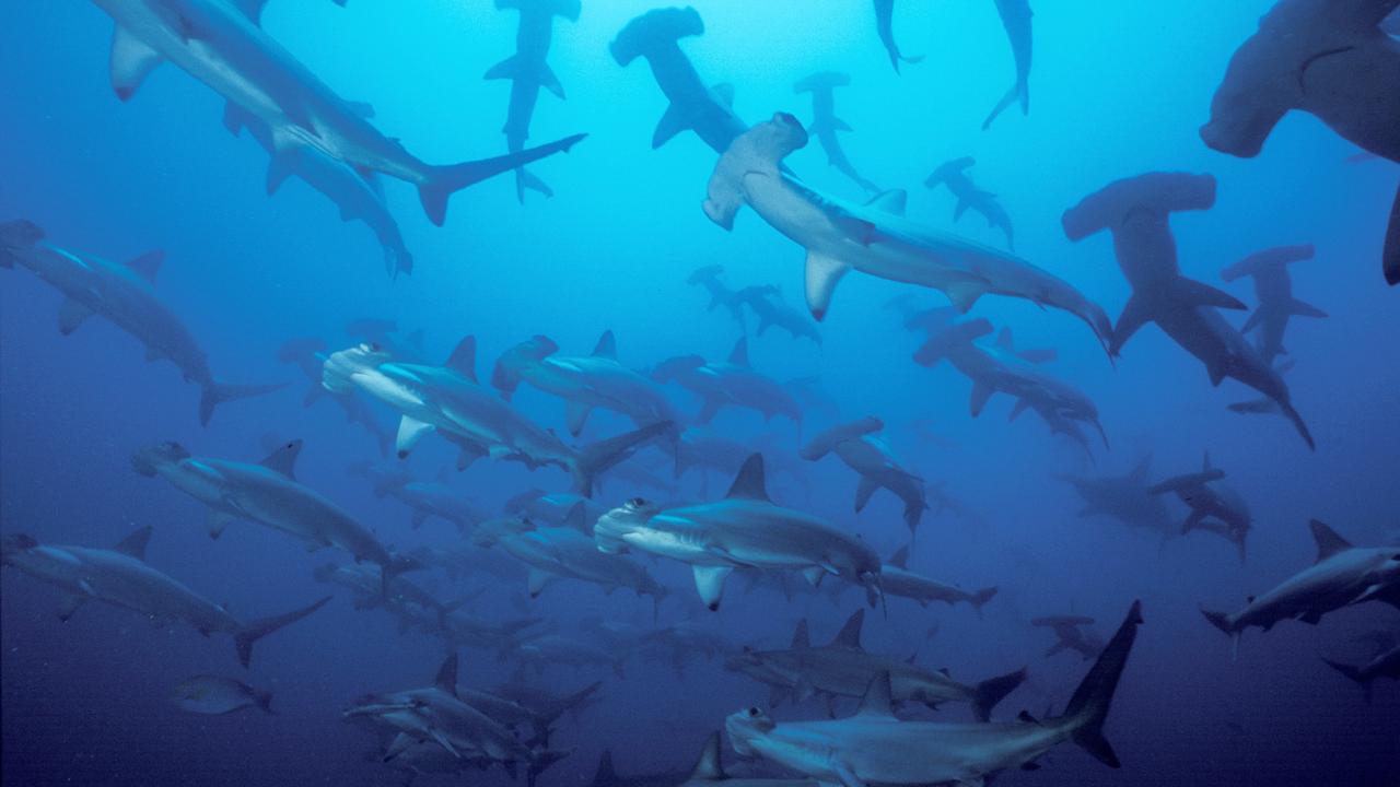 Le requin-marteau est notamment concerné par ces nouvelles mesures de protection. [Keystone - Yves Lefebre]