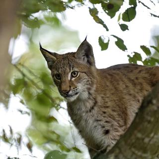 Un lynx. [AFP - BRINGARD Denis / hemis.fr]