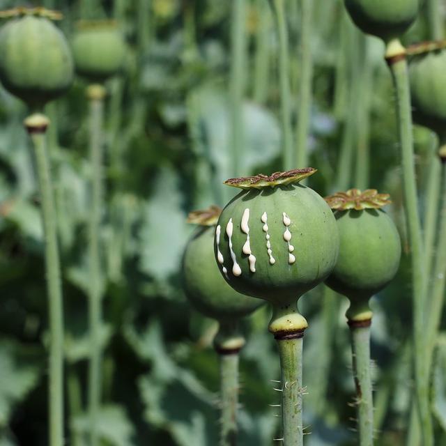 Opium poppy (Papaver somniferum), unripe fruits (capsules seed). Fruit exuding white latex from a scratches. [Wikicommons/ CC BY-SA 4.0 - George Chernilevsky]