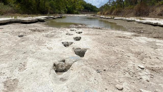 Dévoilée par la sécheresse, il pourrait s'agir de l'une des plus longues suites de traces de pas de dinosaures au monde, selon la légence de ces impressionnantes images publiées par le parc. [Dinosaur Valley State Park]