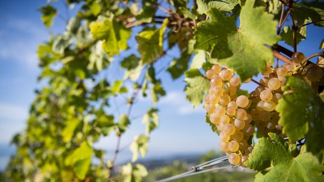 Une grappe de Chasselas sur une parcelle du Conservatoire mondial du cépage en 2020 à Mont-sur-Rolle (VD). [Keystone - Jean-Christophe Bott]