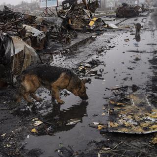 Un chien boit de l'eau à côté de véhicules blindés russes détruits à Bucha, en Ukraine, dimanche 3 avril 2022. [AP Photo/KEYSTONE - Rodrigo Abd]