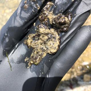 Cyanobactéries observées au niveau du lac de Neuchâtel. Les cyanobactéries se présentent sous forme de particules de couleur essentiellement bleu-vert ou rouge, sous forme d'amas, de billes dans la colonne d'eau et/ou en surface. [DGE-BIODIV VAUD]