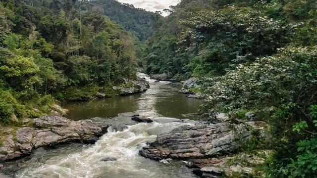 Madagascar 2018-2022 : Un pas dans la forêt primaire. [RTS - Adrien Zerbini]