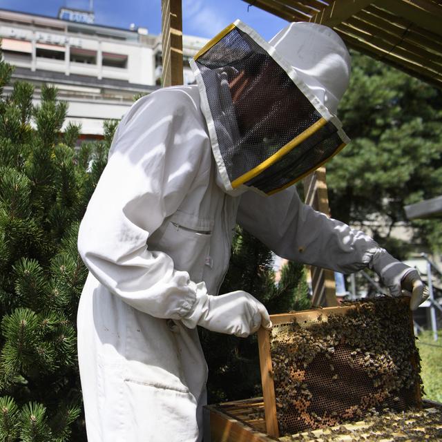 Un apiculteur en ville de Lausanne en juillet 2017. [Keystone - Laurent Gillieron]