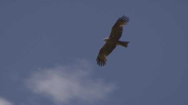 En vol, le rapace est reconnaissable à sa silhouette en W. [RTS]