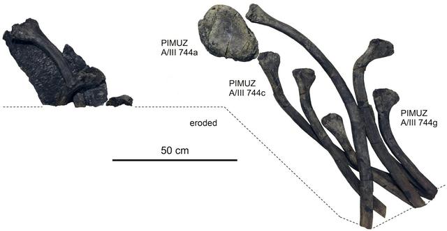 Une reconstruction de la situation de la découverte des ossements à Filisur, dans les Grisons. Ici, une vertèbre et des côtes d'ichtyosaure. [Journal of Vertebrate Paleontology - Martin Sander , Pablo Romero Pérez de Villar, Heinz Furrer & Tanja Wintrich]