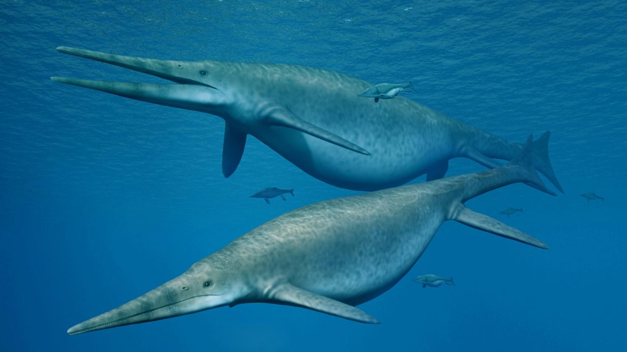 Le Shonisaurus sikanniensis, un ichthyosaure, était l'un des plus gros animaux de la planète. [University of Manchester - Nobumichi Tamura]