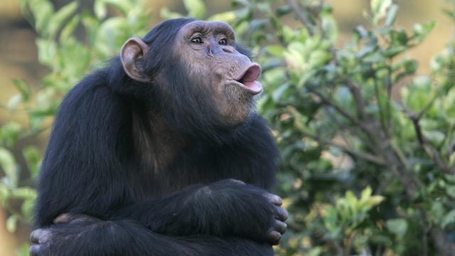 Les chimpanzés ont une capacité exceptionnelle à produire des vocalisations complexes. [Fotolis - Ixaterra]