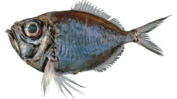 La dirette de Parin, Diretmichthys parini de son nom scientifique, se trouve d'ordinaire dans des eaux tropicales. [wikimedia/CC-BY 3.0 - Australian National Fish Collection, CSIRO]