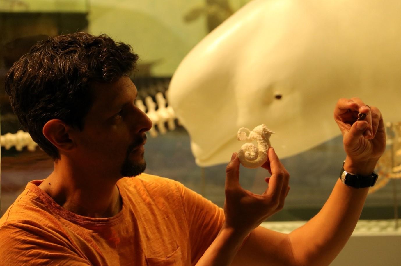 Le paléontologue Gabriel Aguirre tient un fossile d'os d'oreille de dauphin (à droite) et une impression 3D agrandie de l'oreille interne (au milieu). La spirale correspond à la cochlée, un organe impliqué dans l'ouïe. [UZH - Aldo Benites]