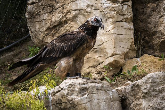 Un mâle gypaète barbu, photographié au zoo de La Garenne en 2019 (archive). [Keystone - Laurent Darbellay]