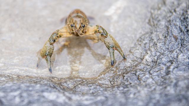 Une écrevisse Orocnectes limosus présentée à l'occasion d'une conférence de presse sur les créatures non indigènes dans les eaux de Zoug. Lac Aegeri, Oberaegeri, le 25 mai 2022. [Keystone - Urs Flueeler]