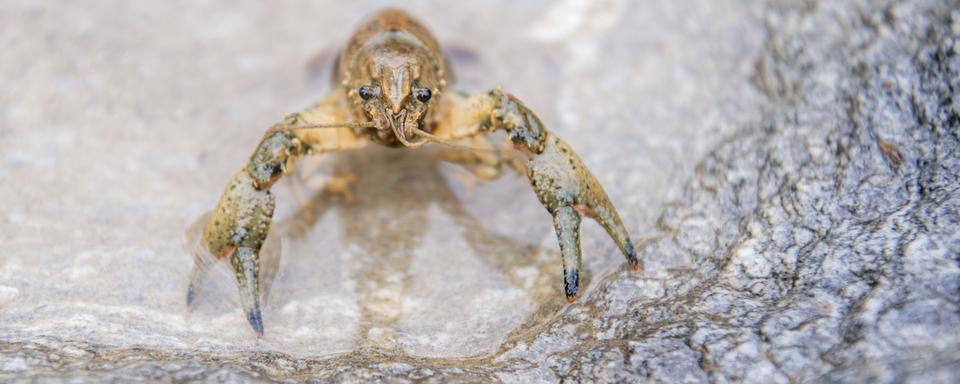 Une écrevisse Orocnectes limosus présentée à l'occasion d'une conférence de presse sur les créatures non indigènes dans les eaux de Zoug. Lac Aegeri, Oberaegeri, le 25 mai 2022. [Keystone - Urs Flueeler]