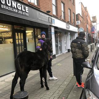 Un cheval domestique nommé Felix dans les rues de Dublin (19 novembre 2020). [Twitter/@paulduanefilm - Paul Duane]
