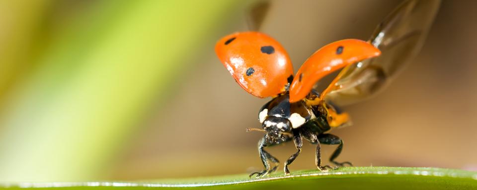 Comment vont les insectes: la lutte biologique. [depositphotos - Arsgera]