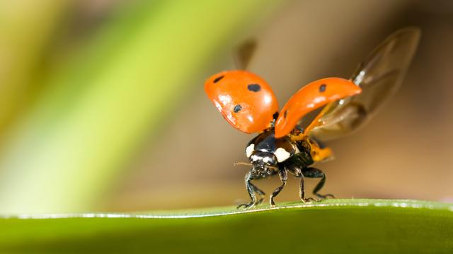 Comment vont les insectes: la lutte biologique. [depositphotos - Arsgera]