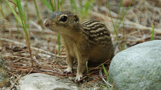 Le Spermophilus tridecemlineatus est un rongeur terrestre appelé spermophile rayé, spermophile à treize bandes ou encore souslik à treize bandes. [Wikimedia - Phil Myers, Museum of Zoology, University of Michigan]