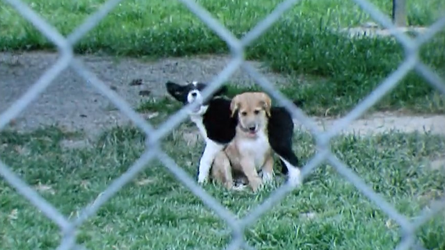 Animaux abandonnés [RTS]