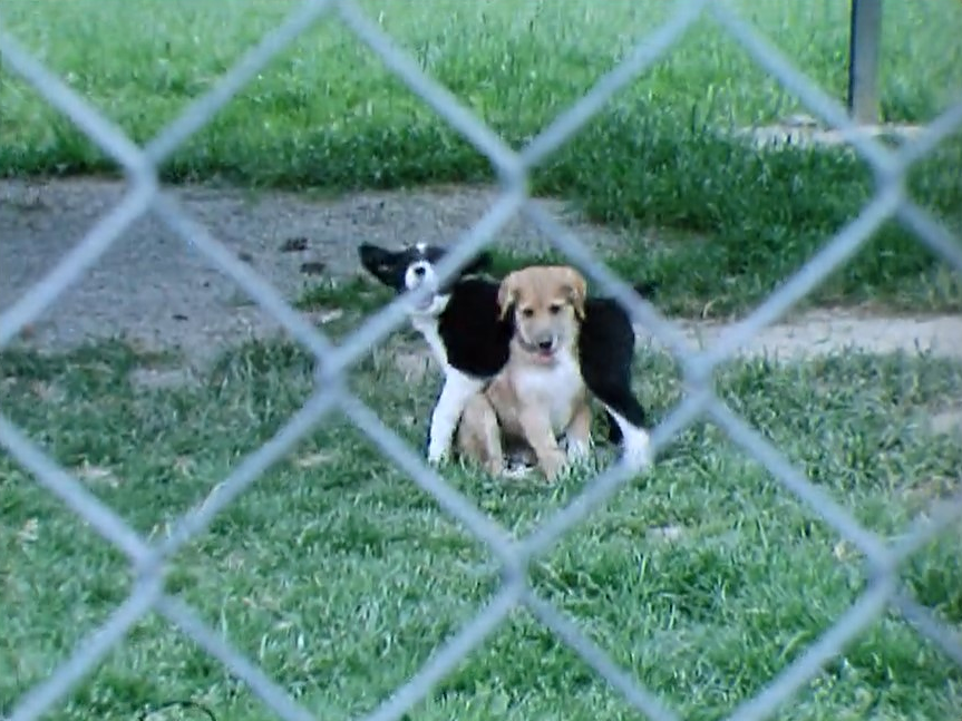 Animaux abandonnés [RTS]