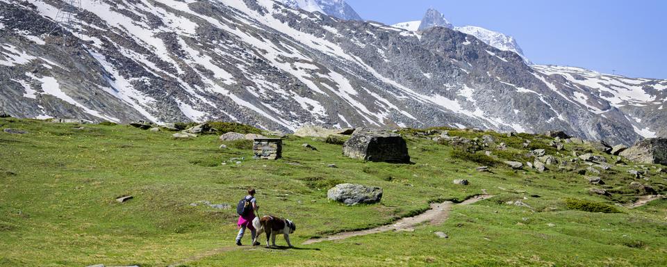 Un randonneur marche avec un chien au bord du lac Stellisee face au Cervin (Matterhorn) ce mardi 25 juin 2019 à Zermatt. [KEYSTONE - Leandre Duggan]