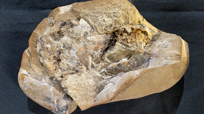 Le fossile de poisson de 380 millions d'années dans lequel a été retrouvé un cœur en 3D parfaitement préservé. [Curtin University - Yasmine Phillips]