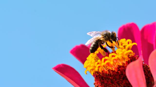 Une abeille butine une fleur. [Depositphotos - Giovanni_Cancemi]