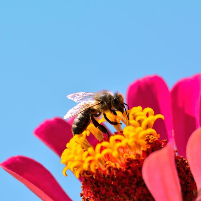 Une abeille butine une fleur. [Depositphotos - Giovanni_Cancemi]