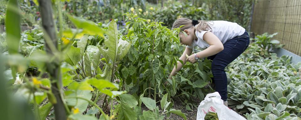 Certains pesticides hautement toxiques pourraient être interdits aux jardiniers non-professionnels. [Keystone - Gaetan Bally]