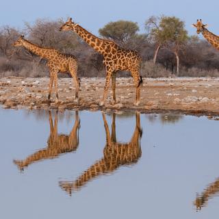 Giraffes [AFP - Stephane Vitzthum / Biosphoto]