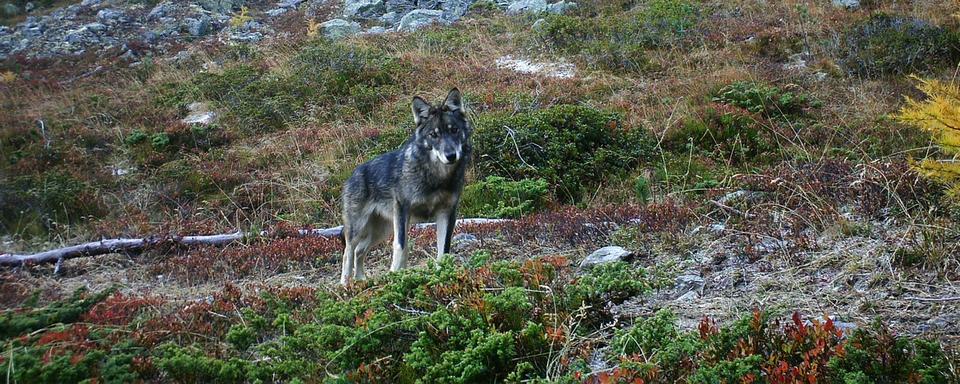 Un loup photographié dans le Haut-Valais par un piège photographique automatique en 2016. [Keystone - Groupe Loup Suisse]