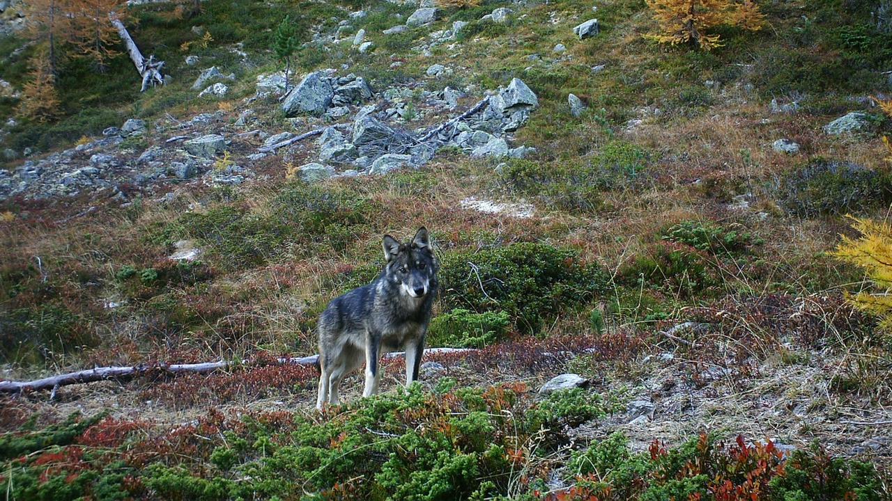 Un loup photographié dans le Haut-Valais par un piège photographique automatique en 2016. [Keystone - Groupe Loup Suisse]