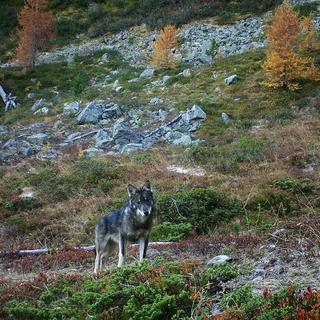 Un loup photographié dans le Haut-Valais par un piège photographique automatique en 2016. [Keystone - Groupe Loup Suisse]