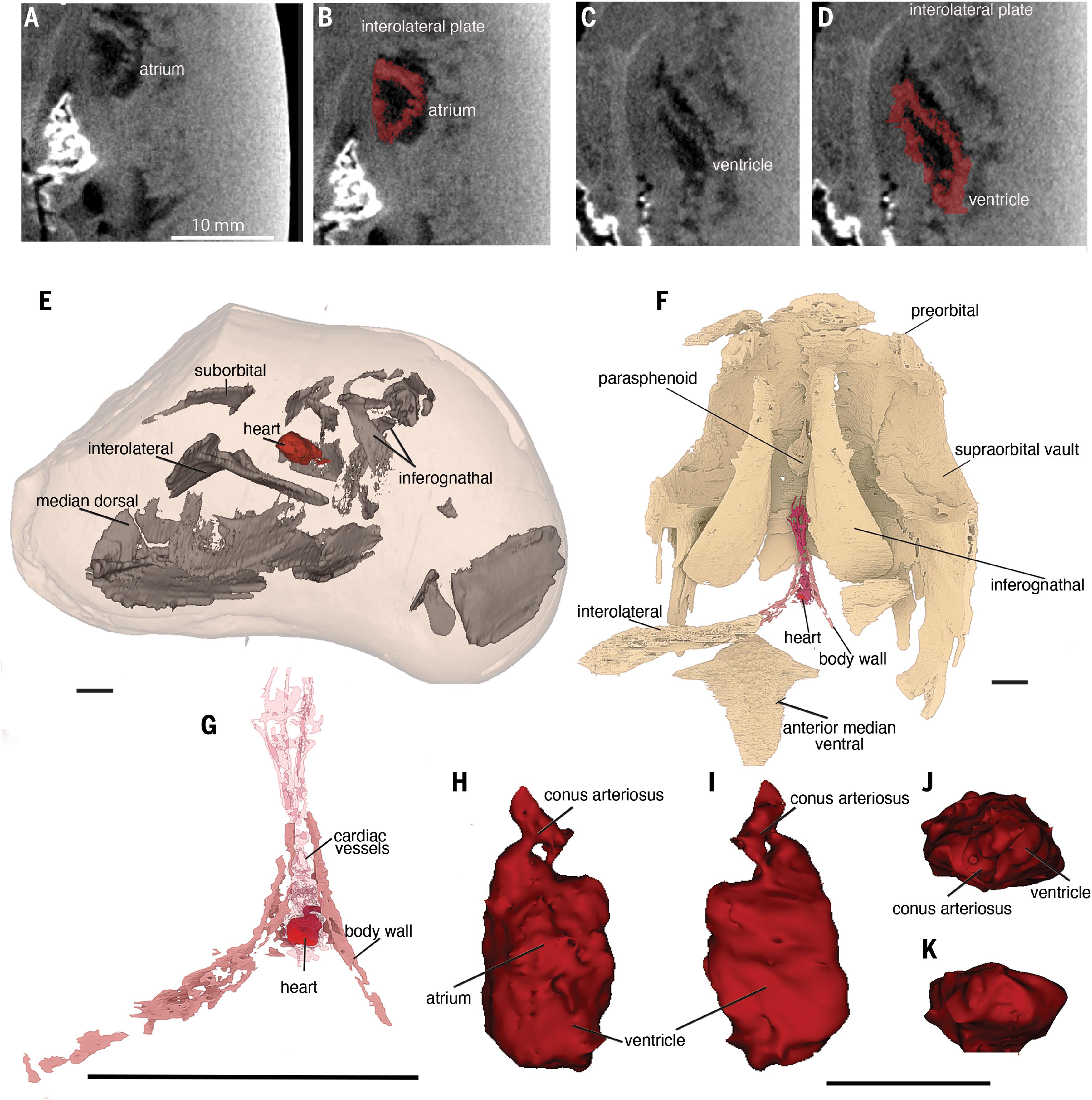 Les organes du poisson placoderme en détail. En rouge, le cœur. [Science - Trinajstic et al. 2022]