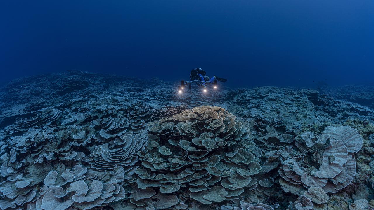 Dans les profondeurs du Pacifique Sud, des scientifiques ont exploré une rare étendue de coraux sains, en forme de roses, au large des côtes de Tahiti. Le récif serait l'un des plus grands que l'on puisse trouver à de telles profondeurs; il ne semble pas avoir été touché par le changement climatique ou les activités humaines. Décembre 2021. [Keystone/AP - Alexis Rosenfeld/@alexis.rosenfeld]